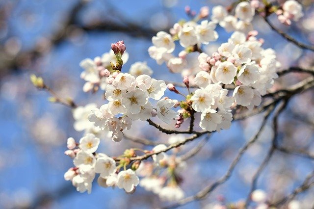 桜を見る会招待者！山口県一般人や有名芸能人など2019年参加者をチェック！