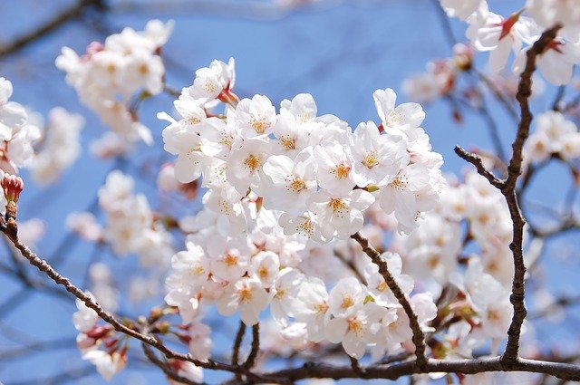 桜を見る会は何のためで何がダメなの？わかりやすく説明します！！